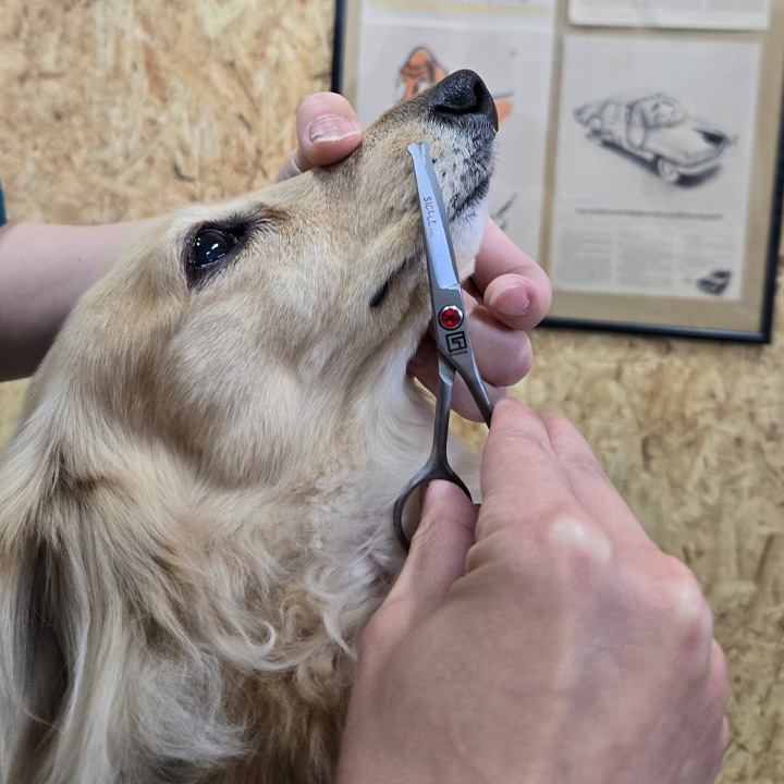 ミニカーブシザー